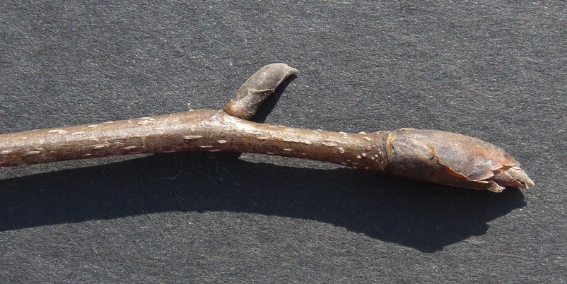 {Carya carolinae-septentrionalis}